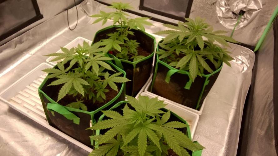 White Widow Extrm Auto #2. Week 4 - Day 34