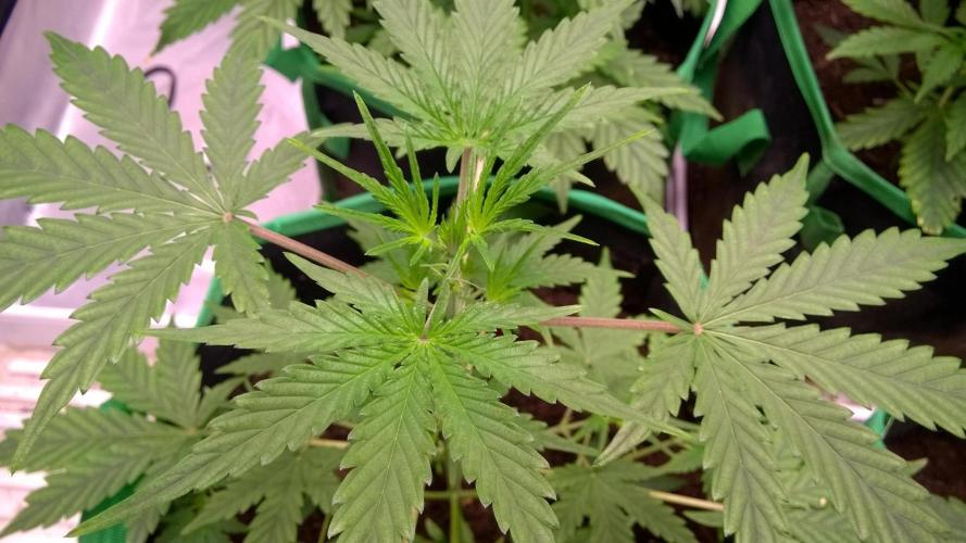 White Widow Extrm Auto #2. Week 4 - Day 34