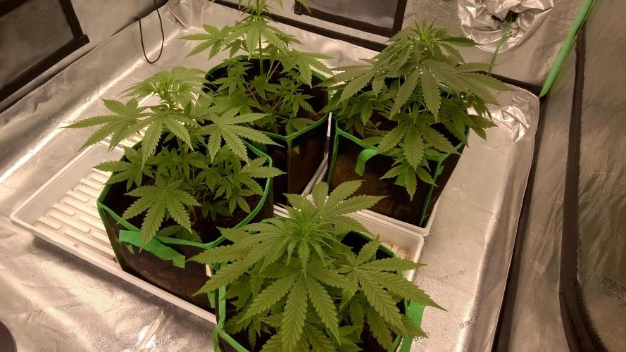 White Widow Extrm Auto #2. Week 5 - Day 37 - before trimming