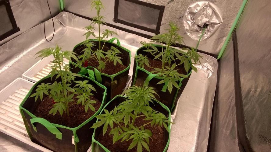 White Widow Extrm Auto #2. Week 5 - Day 37 - after trimming