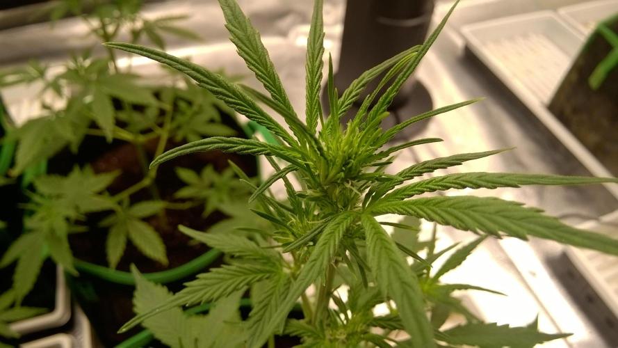 White Widow Extrm Auto #2. Week 5 - Day 37