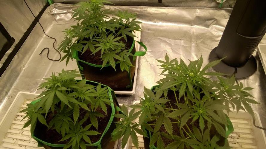 White Widow Extrm Auto #2. Week 5 - Day 40