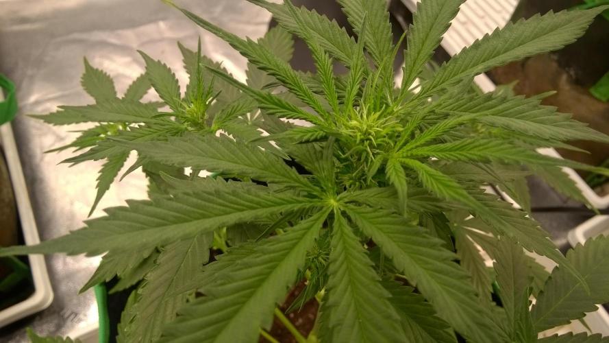 White Widow Extrm Auto #2. Week 5 - Day 40