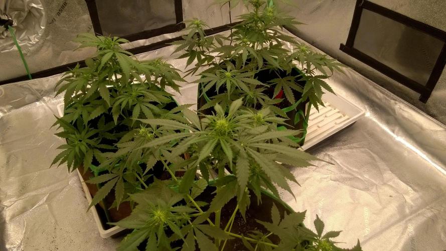 White Widow Extrm Auto #2. Week 6 - Day 43