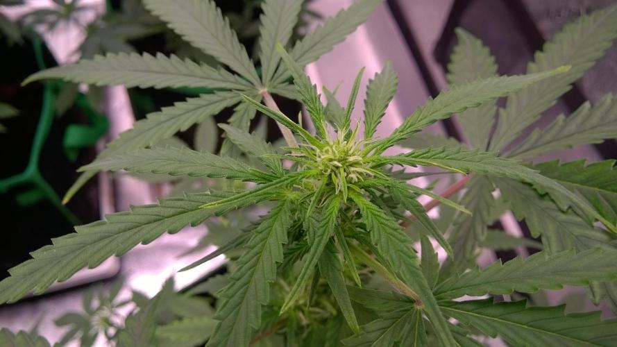 White Widow Extrm Auto #2. Week 6 - Day 43