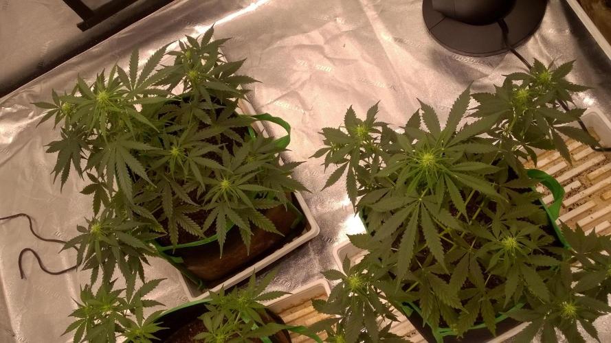 White Widow Extrm Auto #2. Week 6 - Day 46