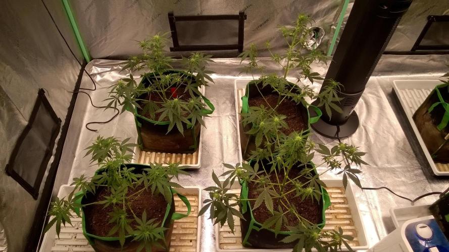 White Widow Extrm Auto #2. Week 6 - Day 46