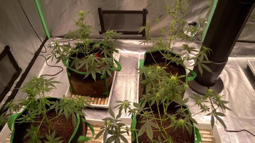 White Widow Extrm Auto #2. Week 6 - Day 46