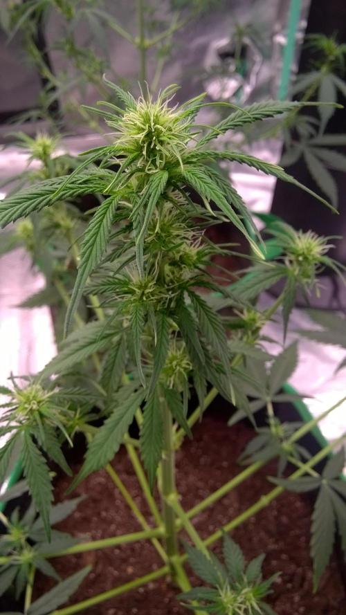 White Widow Extrm Auto #2. Week 6 - Day 46