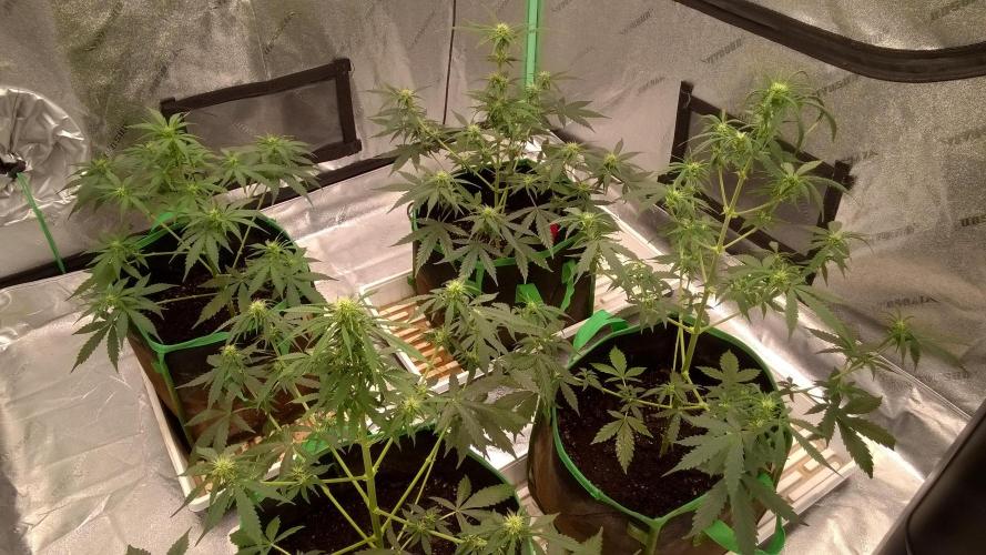 White Widow Extrm Auto #2. Week 6 - Day 49