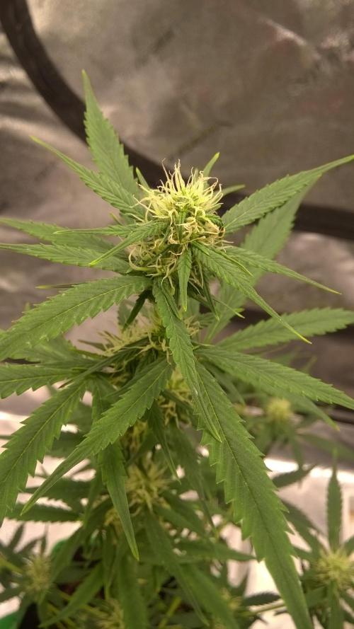 White Widow Extrm Auto #2. Week 6 - Day 49