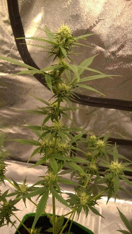 White Widow Extrm Auto #2. Week 6 - Day 49