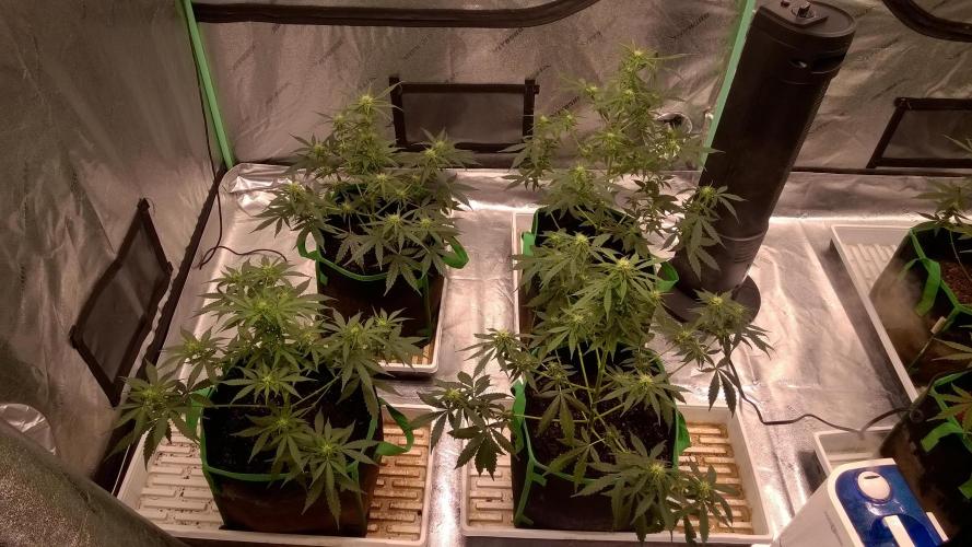 White Widow Extrm Auto #2. Week 7 - Day 51