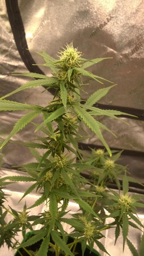 White Widow Extrm Auto #2. Week 7 - Day 52