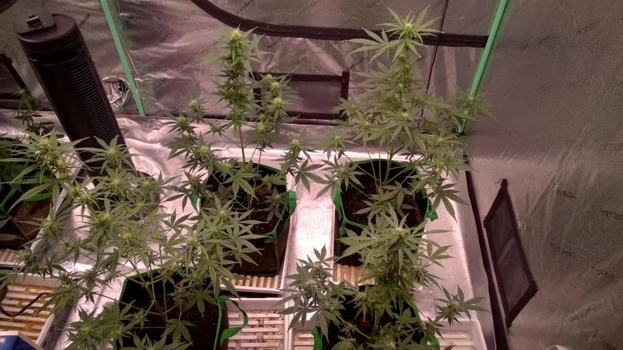 White Widow Extrm Auto #2. Week 7 - Day 53