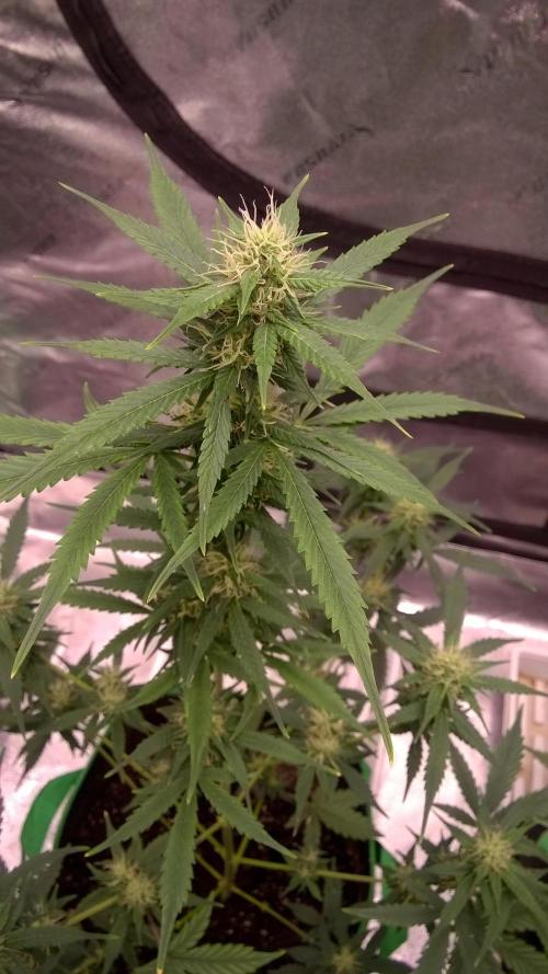 White Widow Extrm Auto #2. Week 7 - Day 53