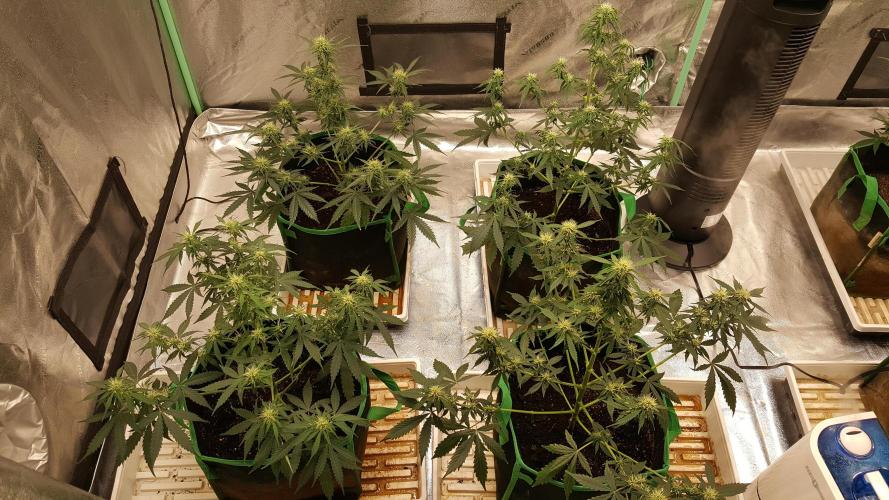 White Widow Extrm Auto #2. Week 7 - Day 56