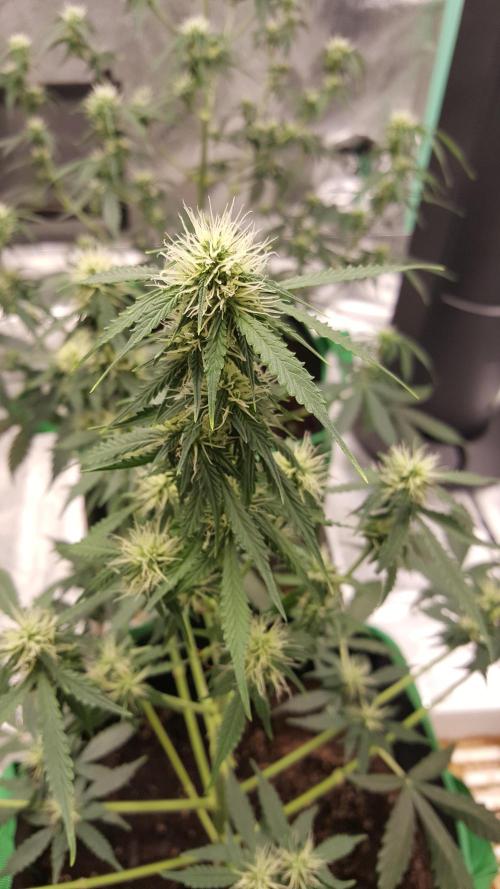 White Widow Extrm Auto #2. Week 7 - Day 56