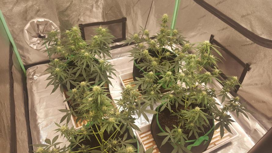 White Widow Extrm Auto #2. Week 8 - Day 58