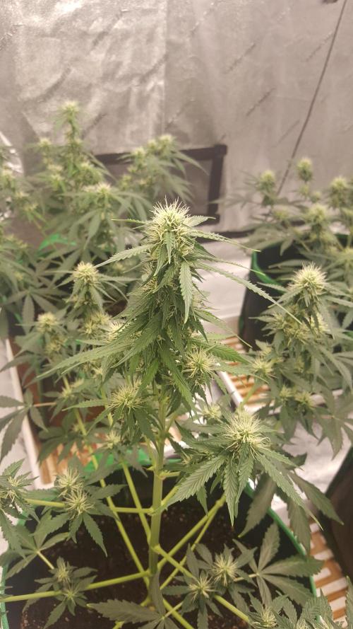 White Widow Extrm Auto #2. Week 8 - Day 58