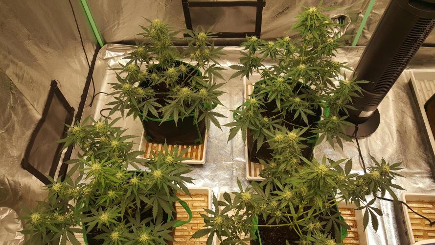 White Widow Extrm Auto #2. Week 8 - Day 60