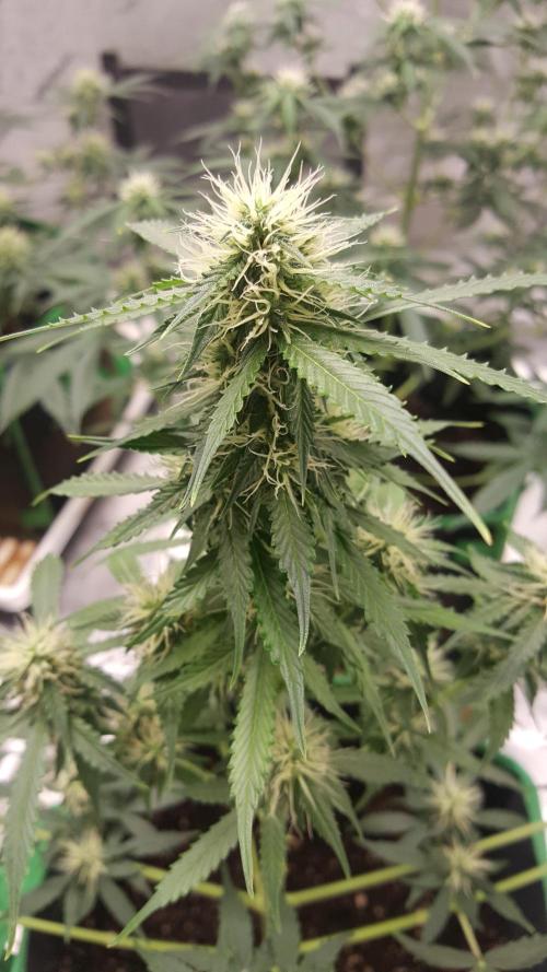 White Widow Extrm Auto #2. Week 8 - Day 60