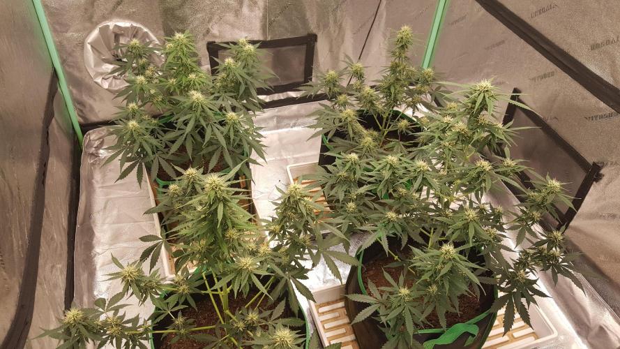 White Widow Extrm Auto #2. Week 8 - Day 63