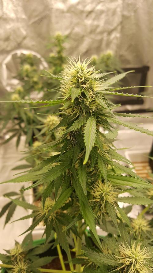 White Widow Extrm Auto #2. Week 8 - Day 63