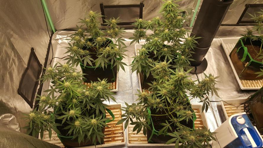 White Widow Extrm Auto #2. Week 9 - Day 66