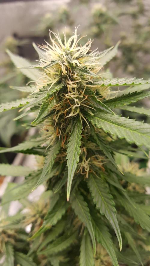 White Widow Extrm Auto #2. Week 9 - Day 66