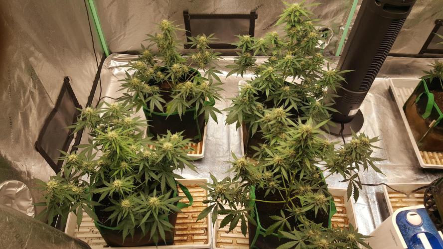 White Widow Extrm Auto #2. Week 9 - Day 68