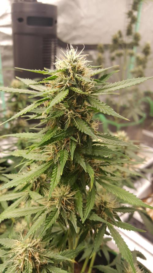 White Widow Extrm Auto #2. Week 9 - Day 68