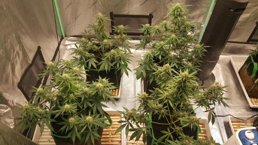 White Widow Extrm Auto #2. Week 9 - Day 70