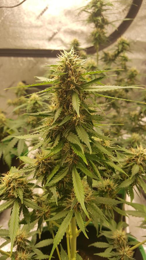 White Widow Extrm Auto #2. Week 9 - Day 70