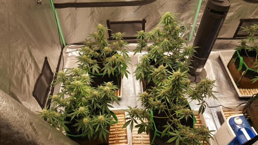 White Widow Extrm Auto #2. Week 10 - Day 73