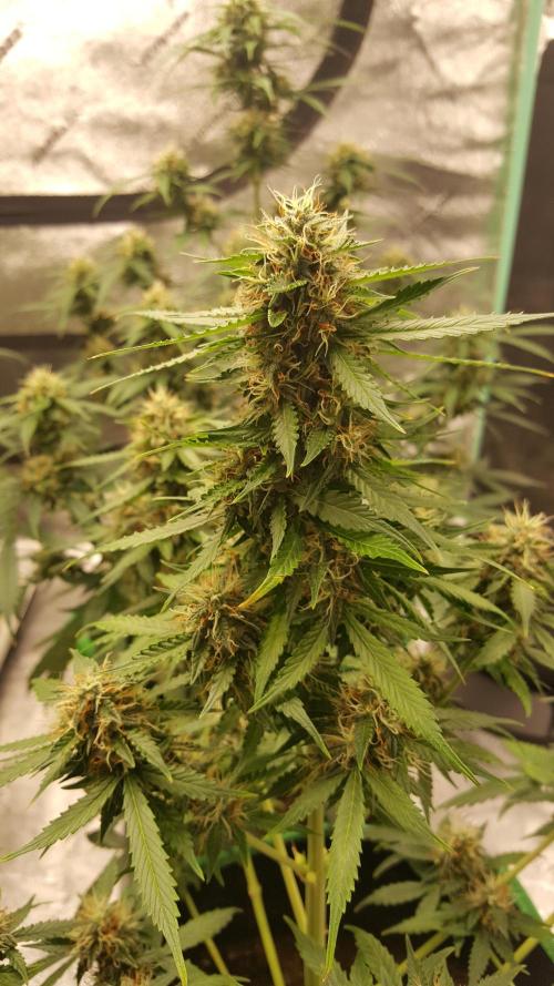 White Widow Extrm Auto #2. Week 10 - Day 73