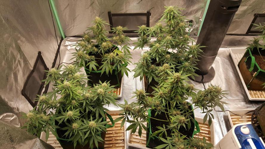 White Widow Extrm Auto #2. Week 10 - Day 75