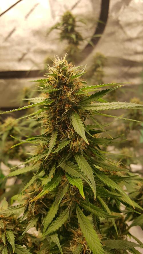 White Widow Extrm Auto #2. Week 10 - Day 75