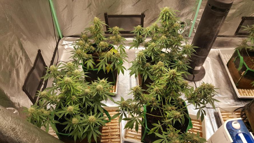 White Widow Extrm Auto #2. Week 10 - Day 77