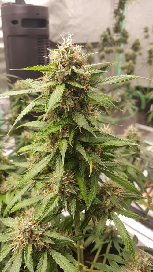 White Widow Extrm Auto #2. Week 10 - Day 77