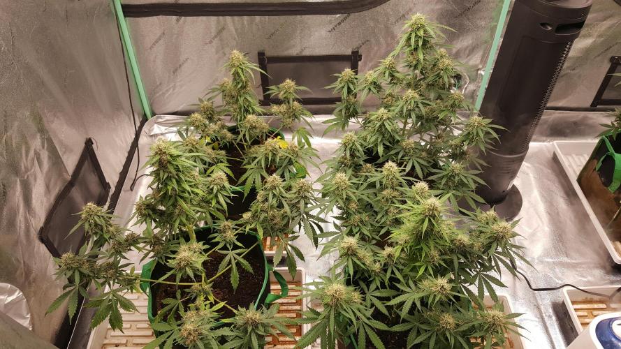 White Widow Extrm Auto #2. Week 11 - Day 79