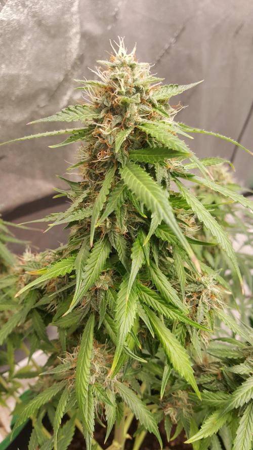 White Widow Extrm Auto #2. Week 11 - Day 79