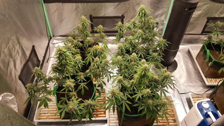 White Widow Extrm Auto #2. Week 11 - Day 81