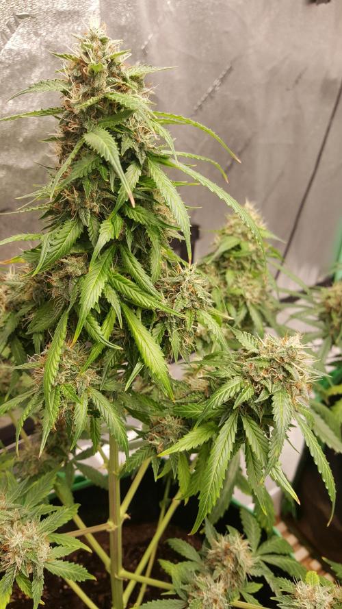 White Widow Extrm Auto #2. Week 11 - Day 81