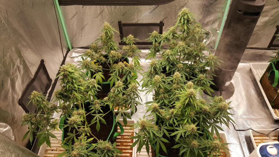 White Widow Extrm Auto #2. Week 11 - Day 83