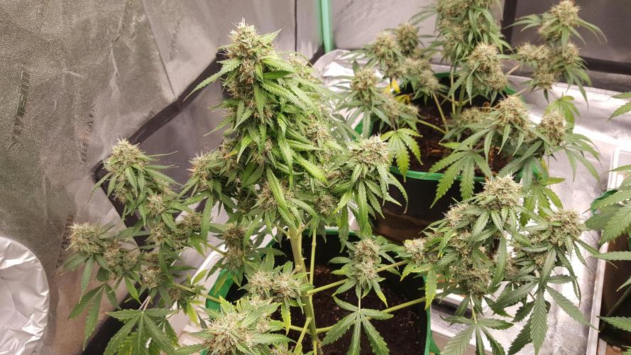 White Widow Extrm Auto #2. Week 11 - Day 83