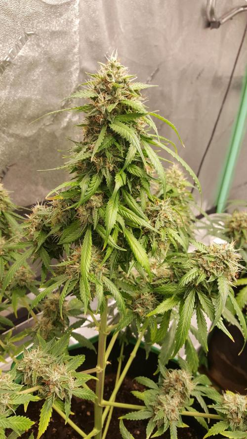 White Widow Extrm Auto #2. Week 11 - Day 83