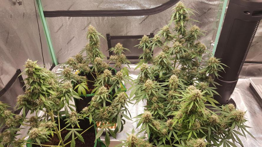 White Widow Extrm Auto #2. Week 12 - Day 85