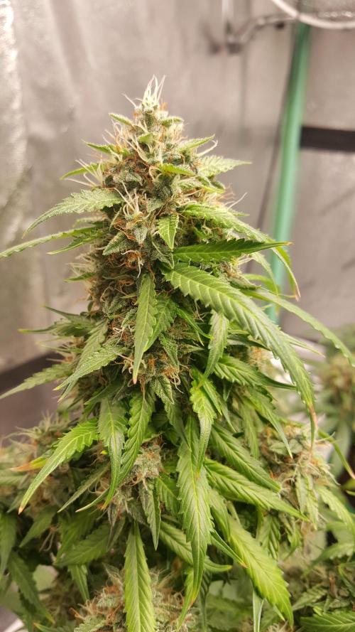 White Widow Extrm Auto #2. Week 12 - Day 85