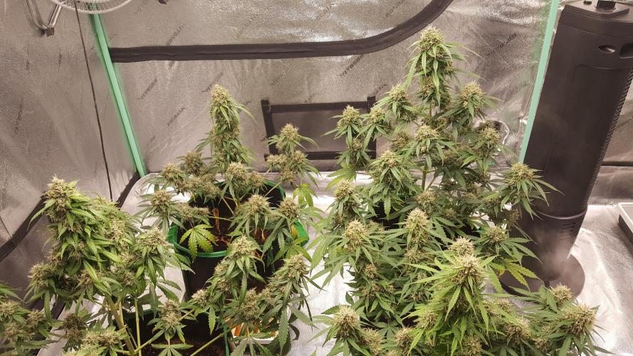 White Widow Extrm Auto #2. Week 12 - Day 87